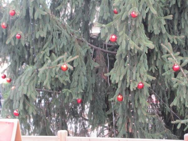 Illuminato l'albero "sobrio" (inserita in galleria)