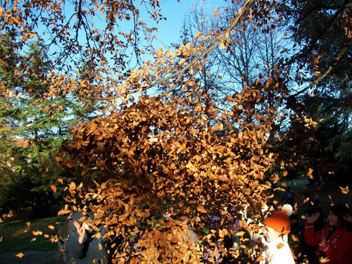 lupetti scout villa augusta