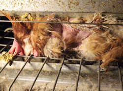 allevamento bruzzese olgiate olona animalisti nemesi animale