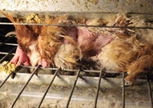 allevamento bruzzese olgiate olona animalisti nemesi animale