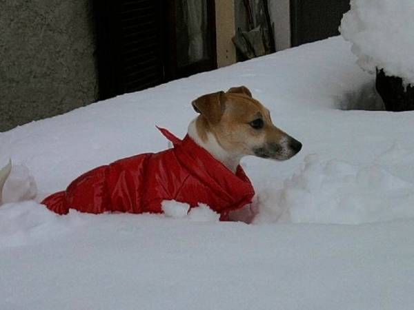 Artisti della neve (inserita in galleria)