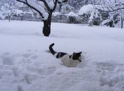 Artisti della neve (inserita in galleria)