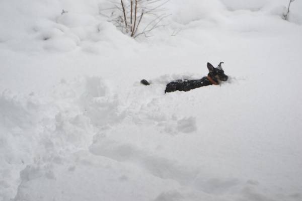 Artisti della neve (inserita in galleria)