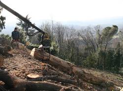 Bosco abbattuto in via Monte Bernasco (inserita in galleria)
