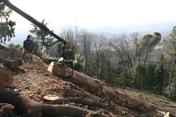 Bosco abbattuto in via Monte Bernasco (inserita in galleria)