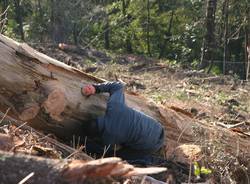 Bosco abbattuto in via Monte Bernasco (inserita in galleria)