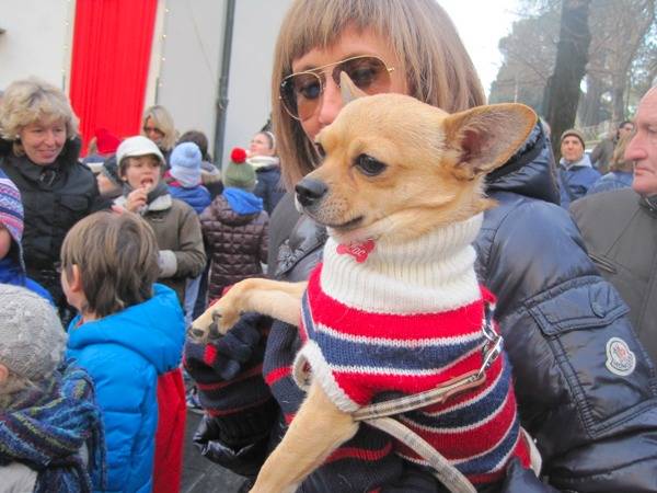 cani da borsetta