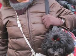 Cani da borsetta (inserita in galleria)