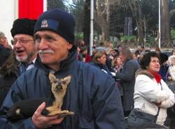 cani da borsetta (per gallerie fotografiche)