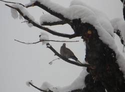 Domenica con la neve dei lettori (inserita in galleria)