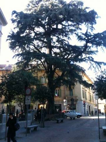 Il cedro di Varese malato (inserita in galleria)