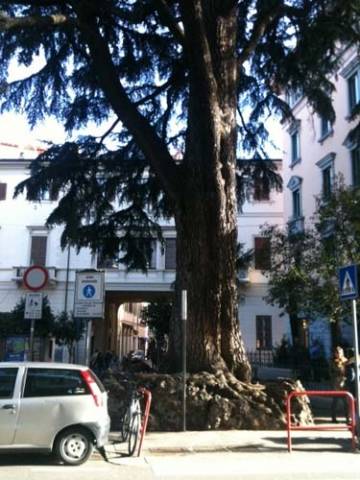 Il cedro di Varese malato (inserita in galleria)