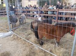 Musotnate in festa per sant'Antonio (inserita in galleria)