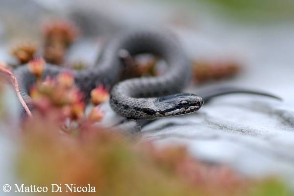 serpente serpenti mostra samarate