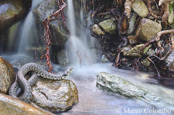 serpente serpenti mostra samarate