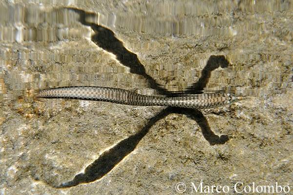 serpente serpenti mostra samarate