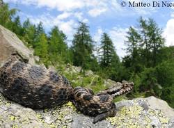 serpente serpenti mostra samarate