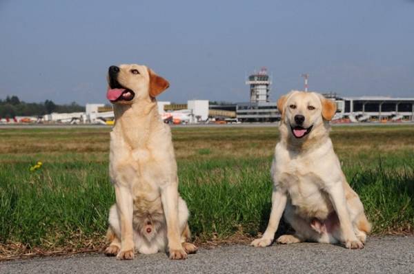 Tango e Cash, i cani fiutasoldi (inserita in galleria)