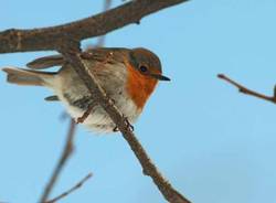 21100 il gruppo di Flickr (inserita in galleria)