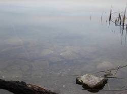 21100 il gruppo di Flickr (inserita in galleria)