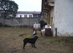 cane ferito verghera