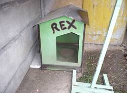 cane ferito verghera