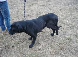 cane ferito verghera (per gallerie fotografiche)