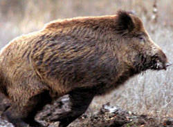 cinghiale apertura