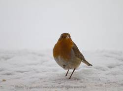 Gli animali sotto la neve (inserita in galleria)