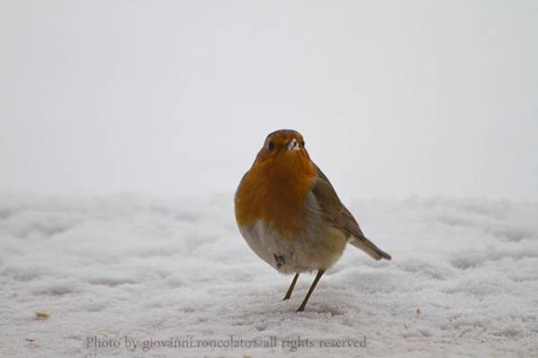 Gli animali sotto la neve (inserita in galleria)