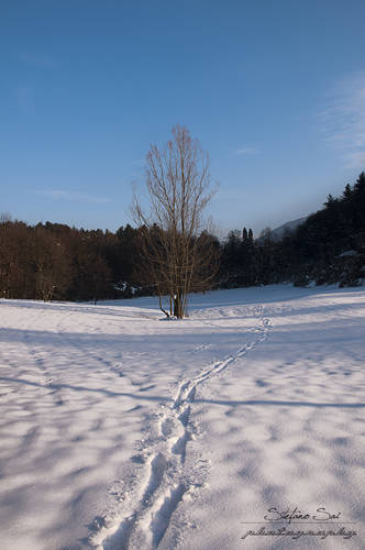 L' albero