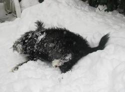 La neve dei lettori 2 (inserita in galleria)