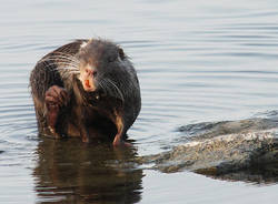 La nutria