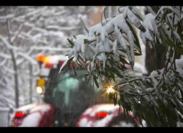 Neve a Bologna (inserita in galleria)