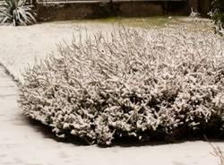 Neve a Saronno (inserita in galleria)