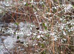 Neve a Saronno (inserita in galleria)
