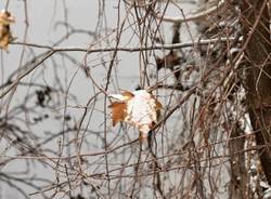 Neve a Saronno (inserita in galleria)