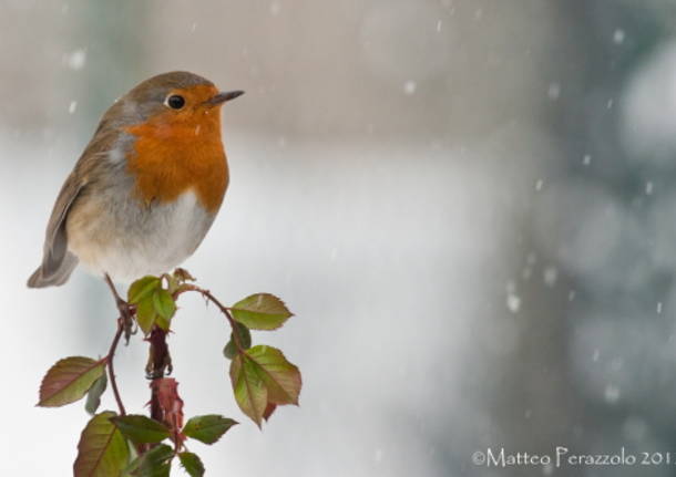 Pettirosso nella nevicata