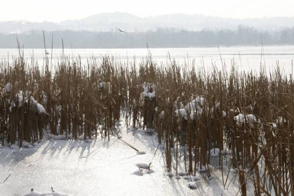 Schiranna, sul lago ghiacciato (inserita in galleria)