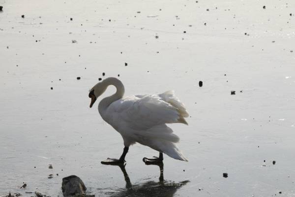 Schiranna, sul lago ghiacciato (inserita in galleria)