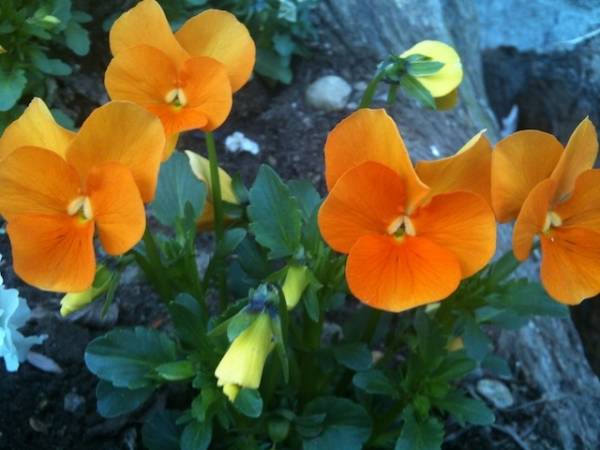 Arriva la primavera (inserita in galleria)