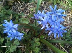Arriva la primavera (inserita in galleria)
