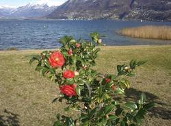 Camelie a Locarno (inserita in galleria)