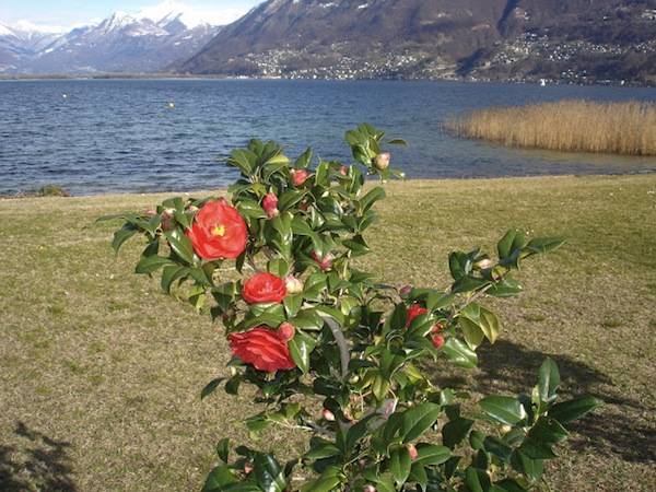 Camelie a Locarno (inserita in galleria)