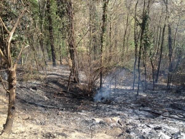 Incendio boschivo a Casale Litta (inserita in galleria)