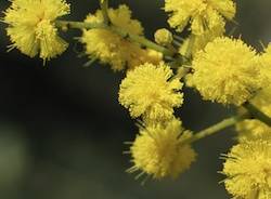 mimosa apertura