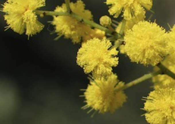 mimosa apertura