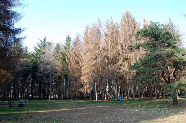Muore la pineta del Parco Alto Milanese (inserita in galleria)