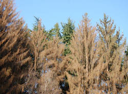 Muore la pineta del Parco Alto Milanese (inserita in galleria)