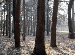 Muore la pineta del Parco Alto Milanese (inserita in galleria)